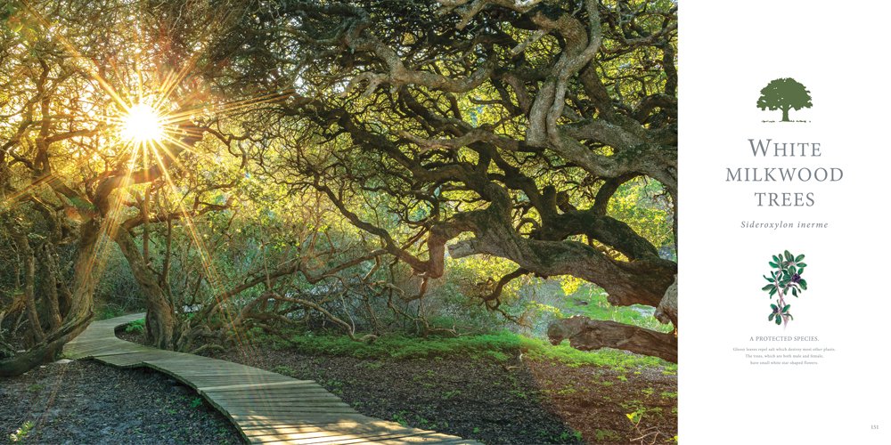 The-Story-of-Kommetjie_A-coast-village-milkwoods